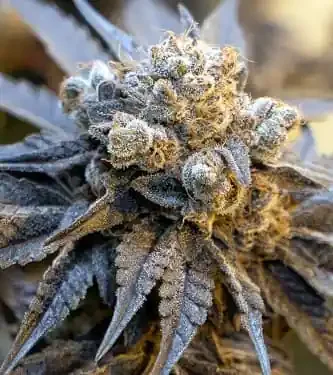 Purple Punch van High Speed Buds