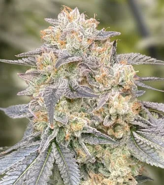 Gorilla Zkittlez Fast van High Speed Buds