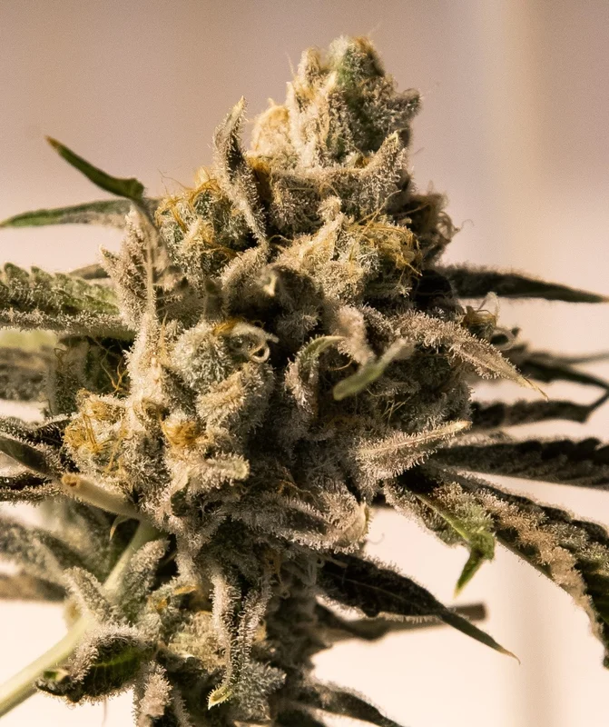 Cherry Pie Fast van High Speed Buds