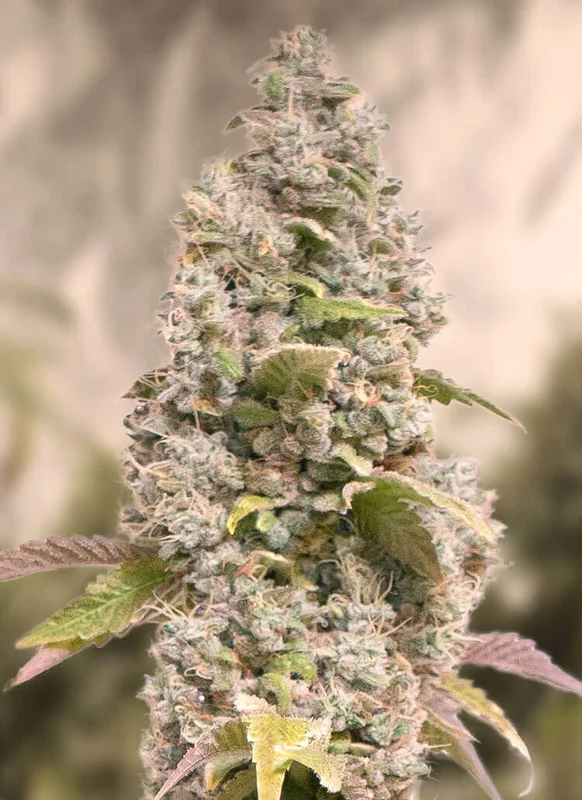 Gorilla Cookies Fast van High Speed Buds