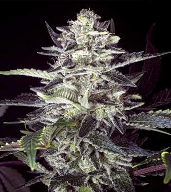 Brain Stroke van High Speed Buds