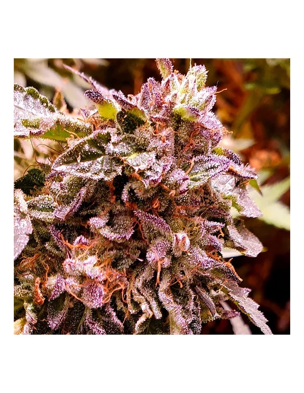 Brute Rose van Holy Smoke Seeds