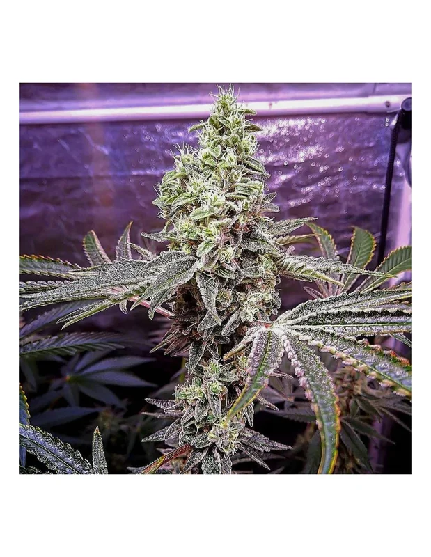 Strawberry Sunset van Holy Smoke Seeds