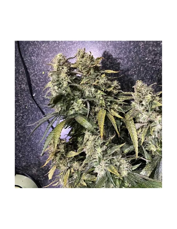 Strawberry Sunset van Holy Smoke Seeds