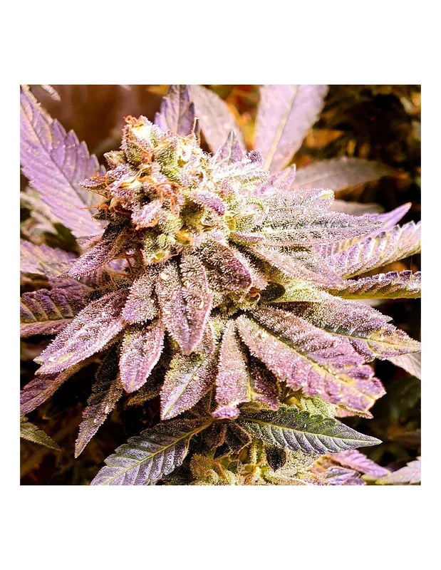 Brute Rose van Holy Smoke Seeds