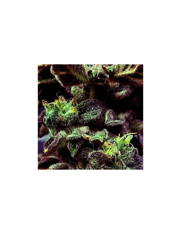 Strawberry Cane van Holy Smoke Seeds