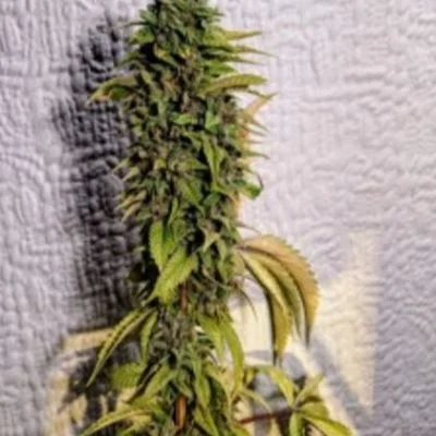 London OG van Holy Smoke Seeds
