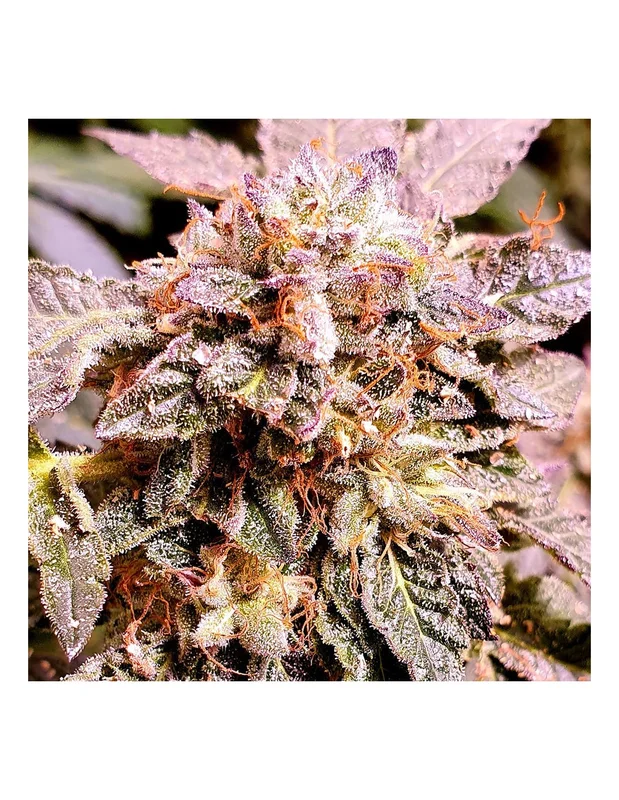 Brute Rose van Holy Smoke Seeds