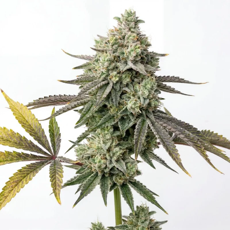 Ape-stronaut by Homegrown Cannabis Co