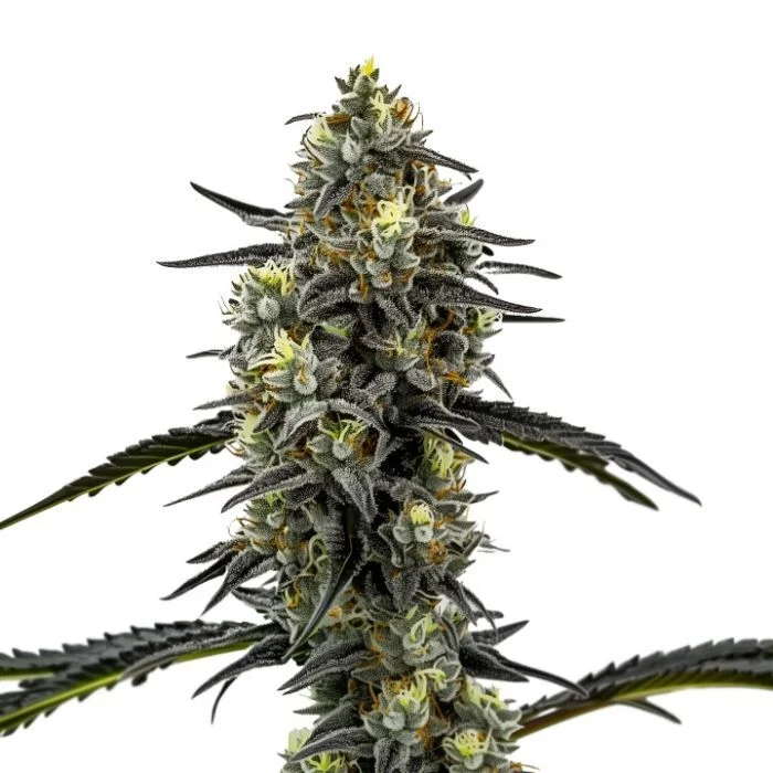 Clementine Crush by Homegrown Cannabis Co