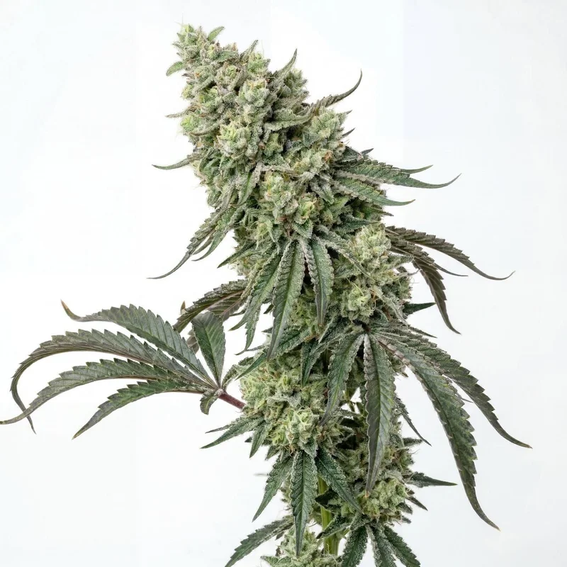 Diesel King by Homegrown Cannabis Co