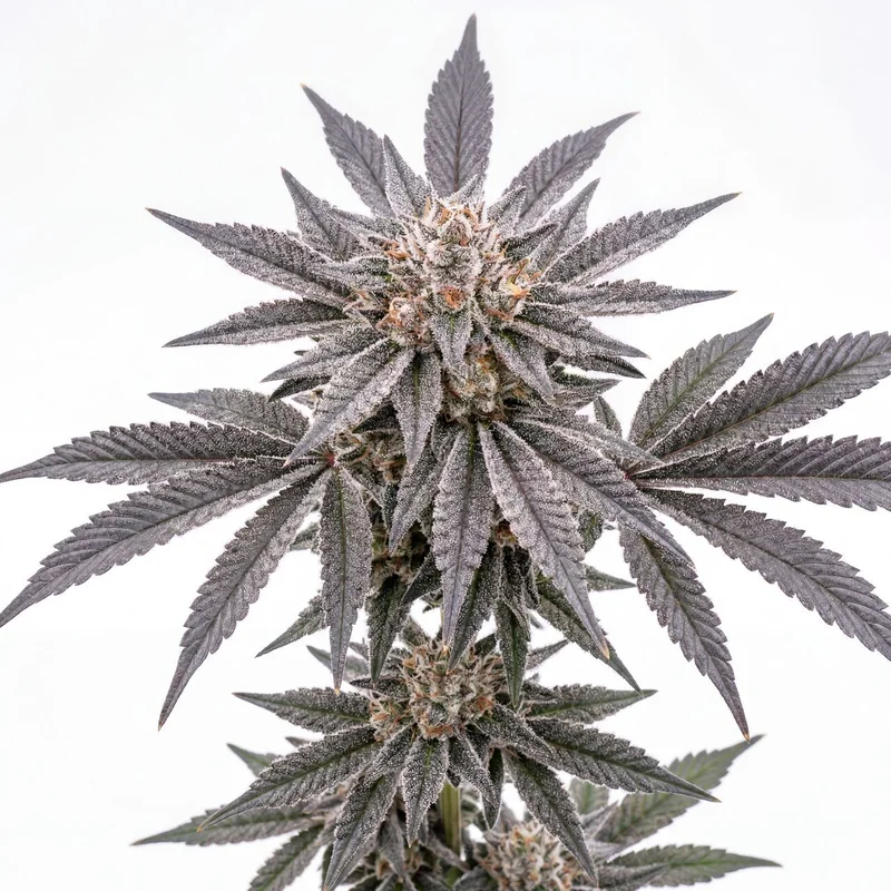 Astro Fizz by Homegrown Cannabis Co