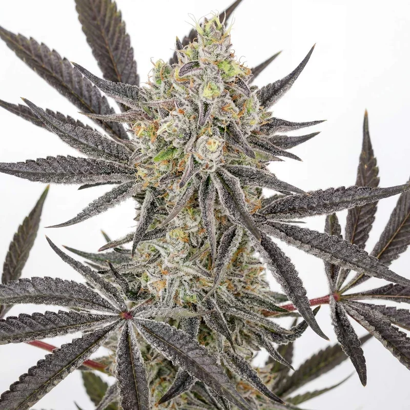 Banjo Candy by Homegrown Cannabis Co