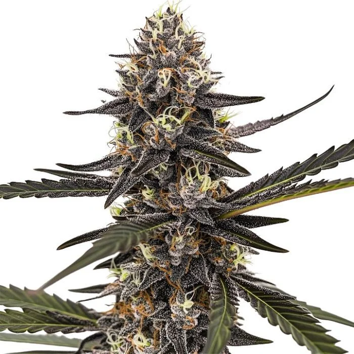 Sherbet Dream by Homegrown Cannabis Co