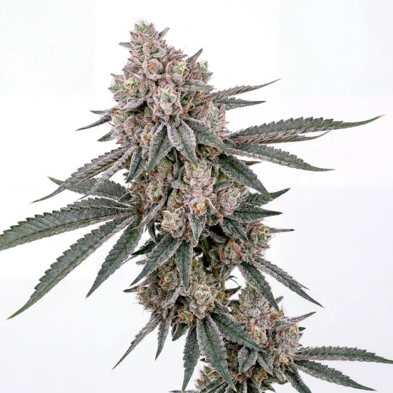 Guava Galaxy by Homegrown Cannabis Co