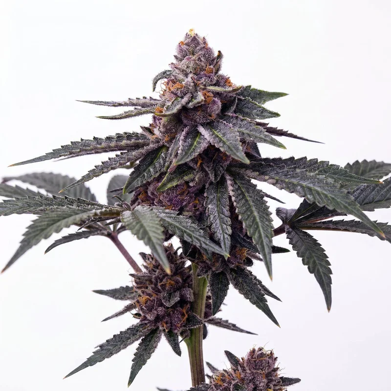 Blueberry Banger by Homegrown Cannabis Co