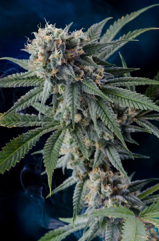 Professor Chaos van Homegrown Natural Wonders