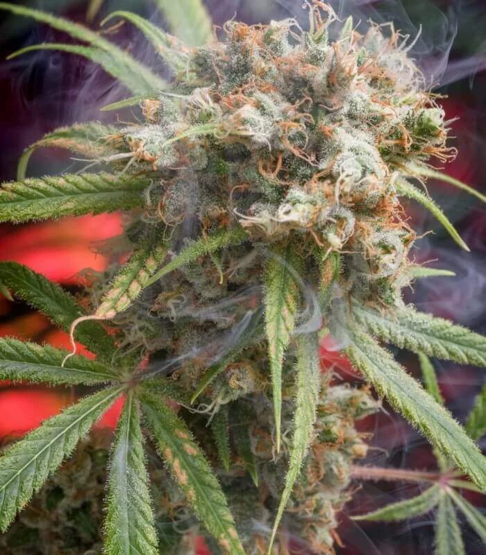 Canna Wreck van Homegrown Natural Wonders
