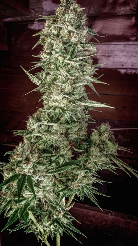 Nurse Jackie van Homegrown Natural Wonders