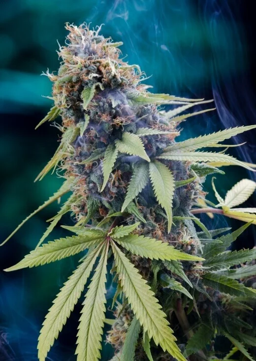 Tardis van Homegrown Natural Wonders