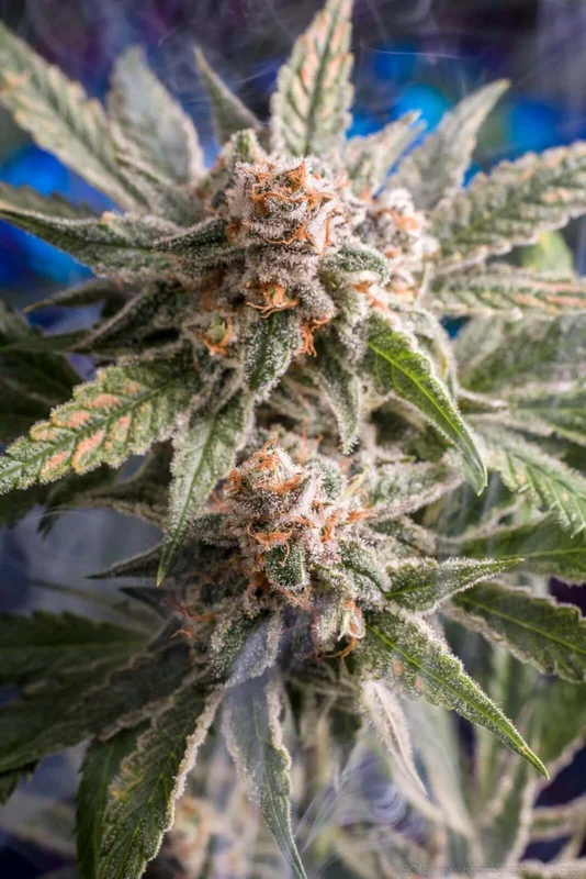 Frost Boss van Homegrown Natural Wonders