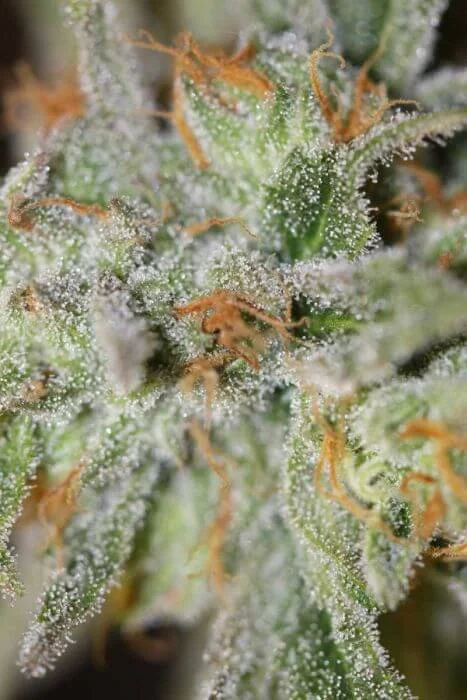 Jack Straw van Homegrown Natural Wonders
