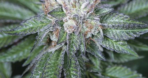 Master Kush van Humboldt Seed Organization