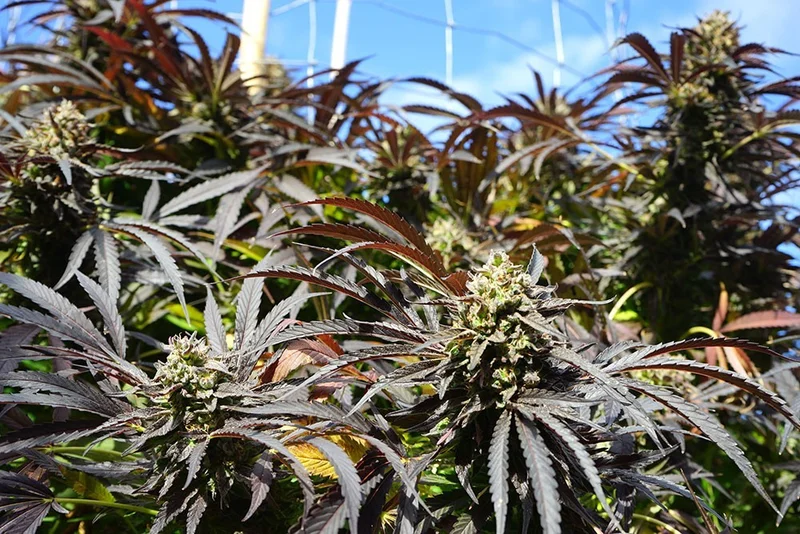 Runtz Fast Flowering van Humboldt Seed Organization