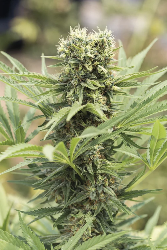 Dedoverde Haze van Humboldt Seed Organization