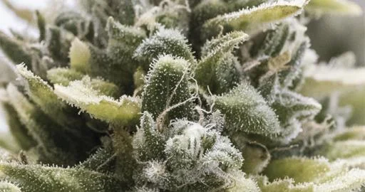 OG Kush van Humboldt Seed Organization