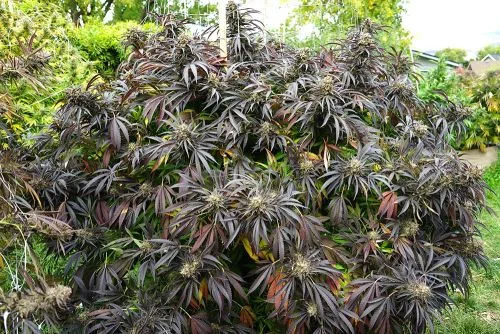 White Runtz Fast Flowering van Humboldt Seed Organization