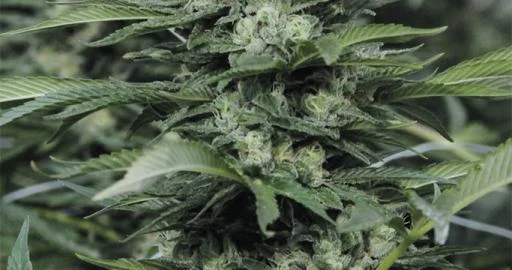 Sour Diesel #2 van Humboldt Seed Organization