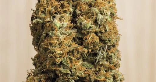 Green Crack CBD van Humboldt Seed Organization