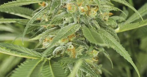 Green Crack van Humboldt Seed Organization