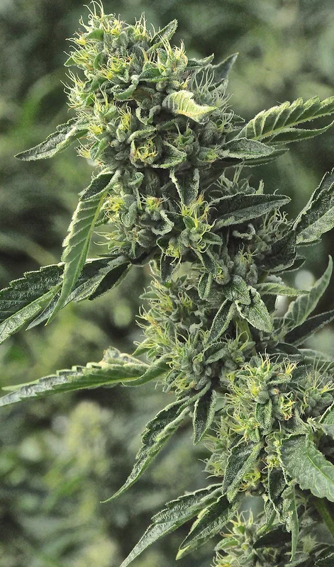 OG Kush van Humboldt Seed Organization