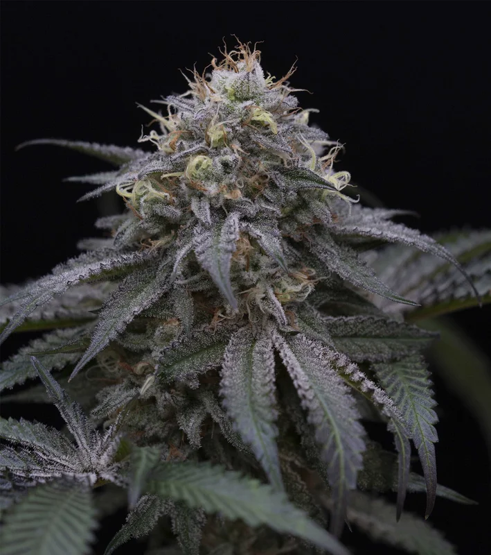 Sugar Breath van Humboldt Seed Organization