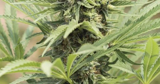 Dedoverde Haze van Humboldt Seed Organization