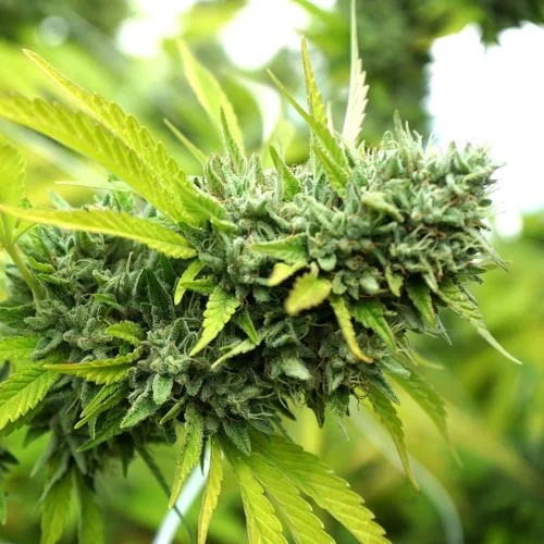 Mango OG van Humboldt Seed Organization