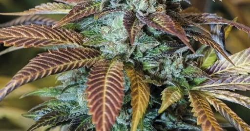 Lemon Kush Headband van Humboldt Seed Organization