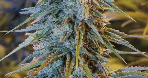 Blue Dream van Humboldt Seed Organization