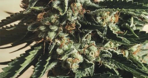Sapphire OG van Humboldt Seed Organization
