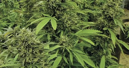 Chemdawg van Humboldt Seed Organization
