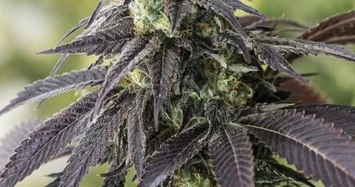 707 Headband van Humboldt Seed Organization