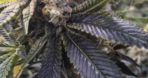 Lost Coast Hash Plant van Humboldt Seed Organization