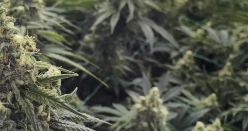 Desert Diesel van Humboldt Seed Organization