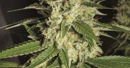 Raspberry Diesel van Humboldt Seed Organization