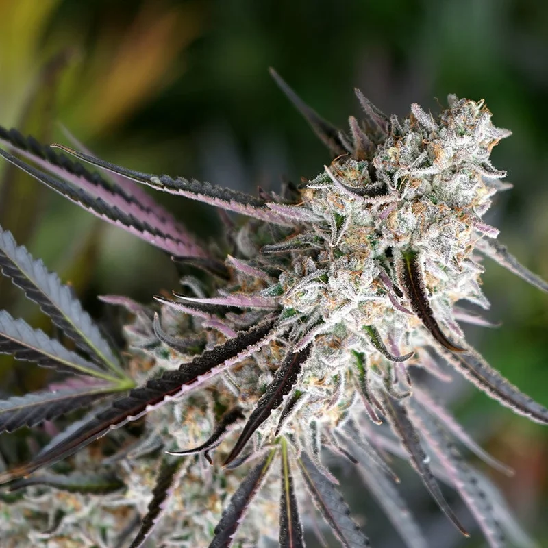 Peanut Butter Breath Fast Flowering van Humboldt Seed Organization