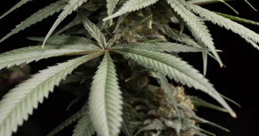 Sunrise Sherbert van Humboldt Seed Organization