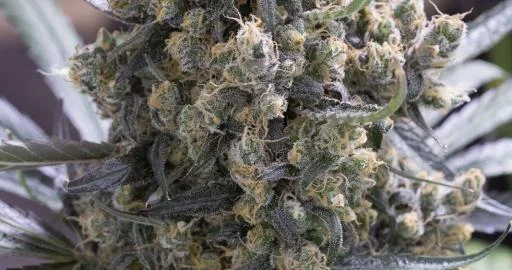 Fast Flowering Green Crack van Humboldt Seed Organization