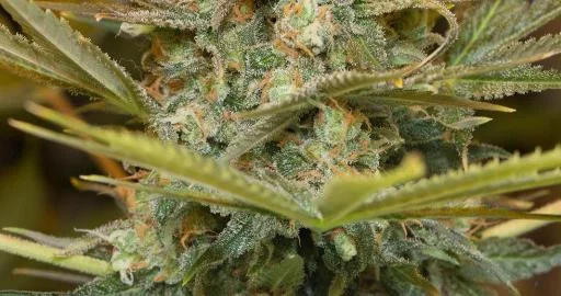 Three Blue Kings van Humboldt Seed Organization